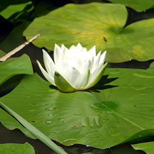 white_water_lily.jpg
