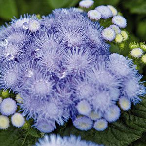 ageratum.jpg