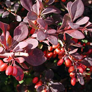 berberis.jpg