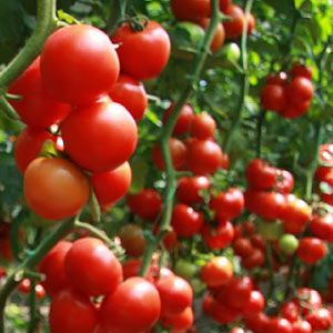 tomat.jpg